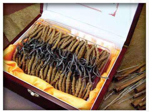 建昌冬虫夏草回收